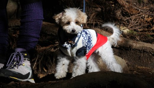 筑波山 犬連れ登山