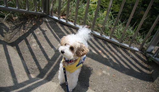 鋸山　犬連れ登山　その１