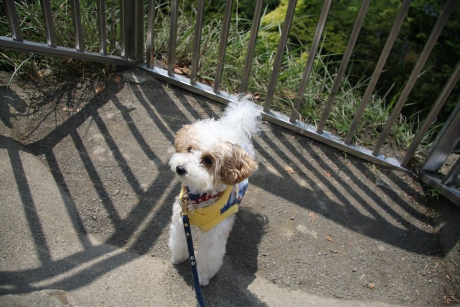 鋸山 犬連れ登山 らぴちぷ