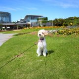 三陽メディアフラワーミュージアム 犬連れ旅
