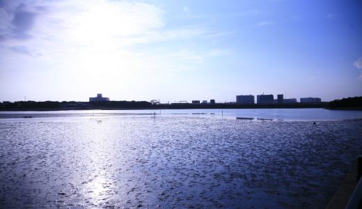 谷津干潟公園　犬連れ散歩