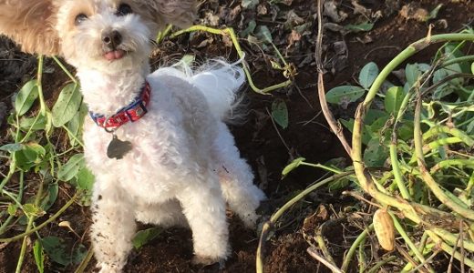 落花生堀 犬連れ らぴちぷ