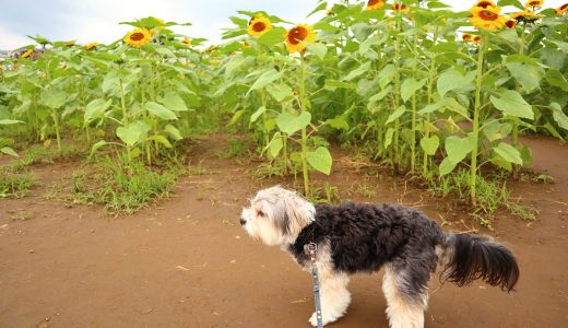 犬連れ　佐倉ふるさと広場・風車のひまわりガーデン