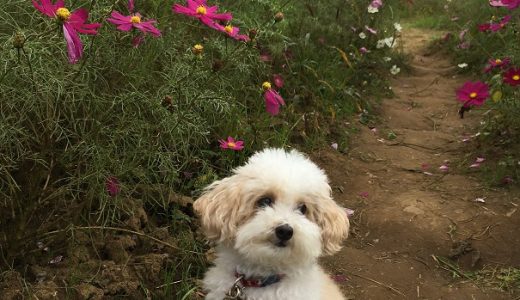 犬連れ　コスモス畑を散歩　印西牧の原公園