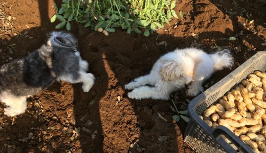 落花生堀　犬連れ