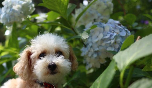 服部農園あじさい屋敷　犬連れ旅