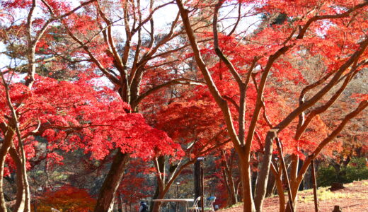 長瀞犬連れ散歩　月の石もみじ公園で紅葉狩り