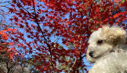 長瀞犬連れ散歩　長瀞ライン下り