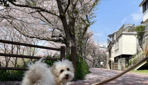 長津川ふれあい広場　犬連れ散歩