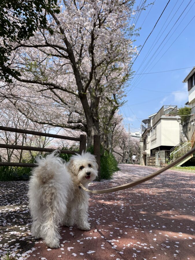 長津川ふれあい広場　犬連れ散歩